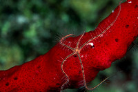 Diving