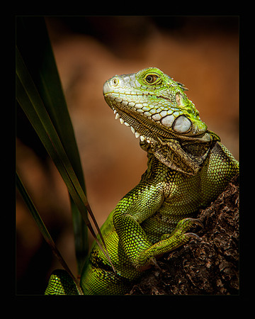 That's Mr. Iggy to you