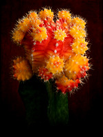 Red_Head